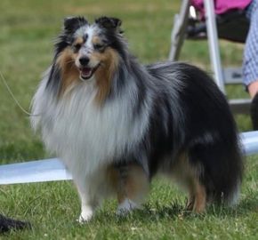 No 9: N UCH Minshelties Extra Special