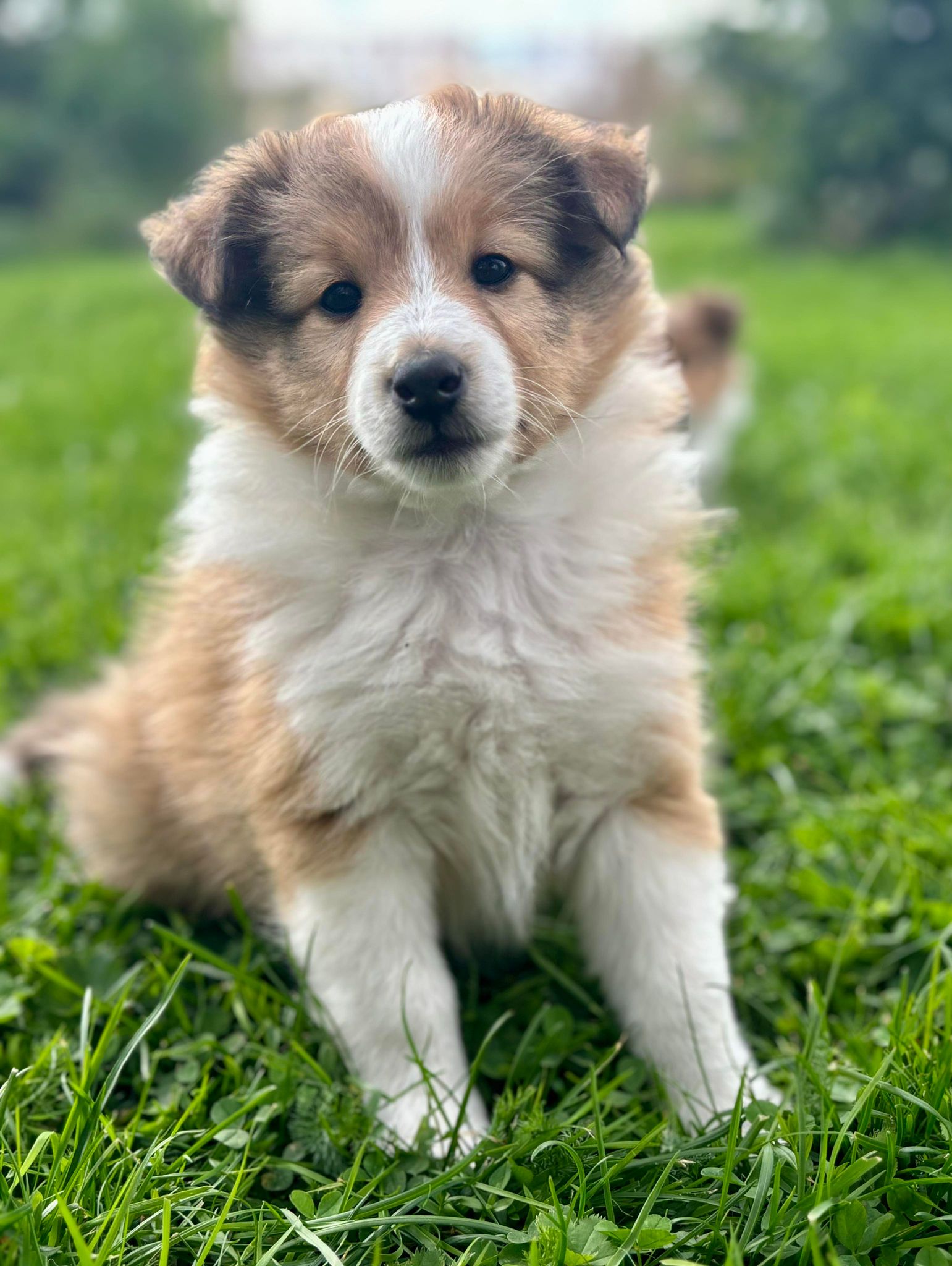 Minshelties The Mona Lisa