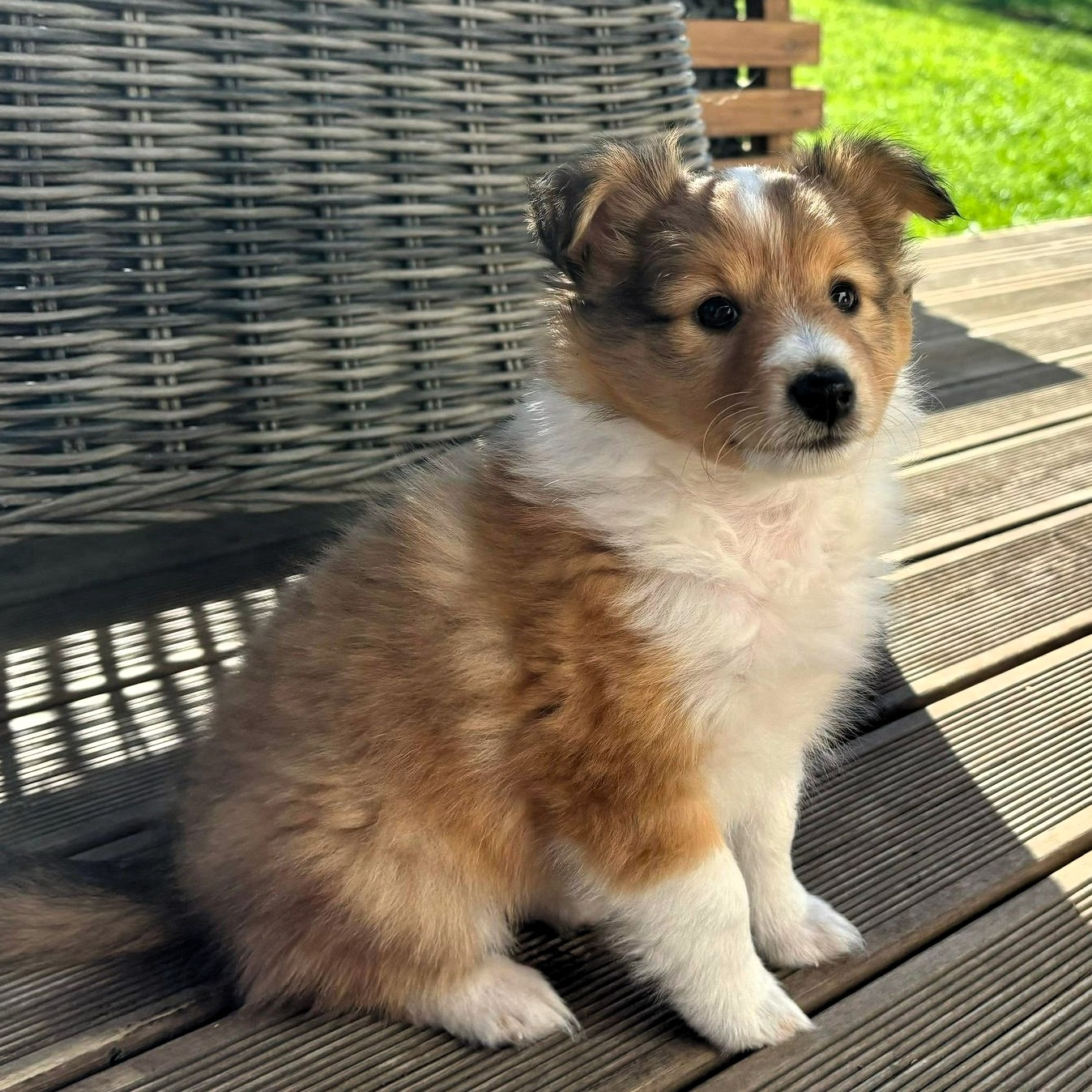 Minshelties This Is Country Music