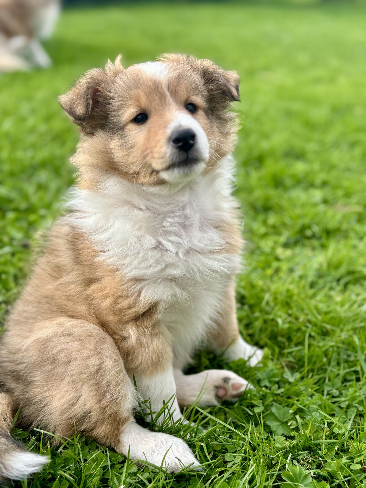 Minshelties Today