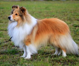 No 10: N UCH Minshelties Famous People