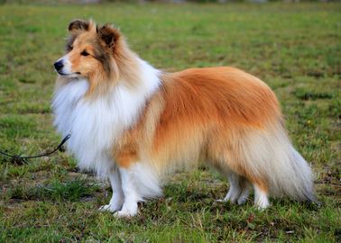 No 10: N UCH Minshelties Famous People