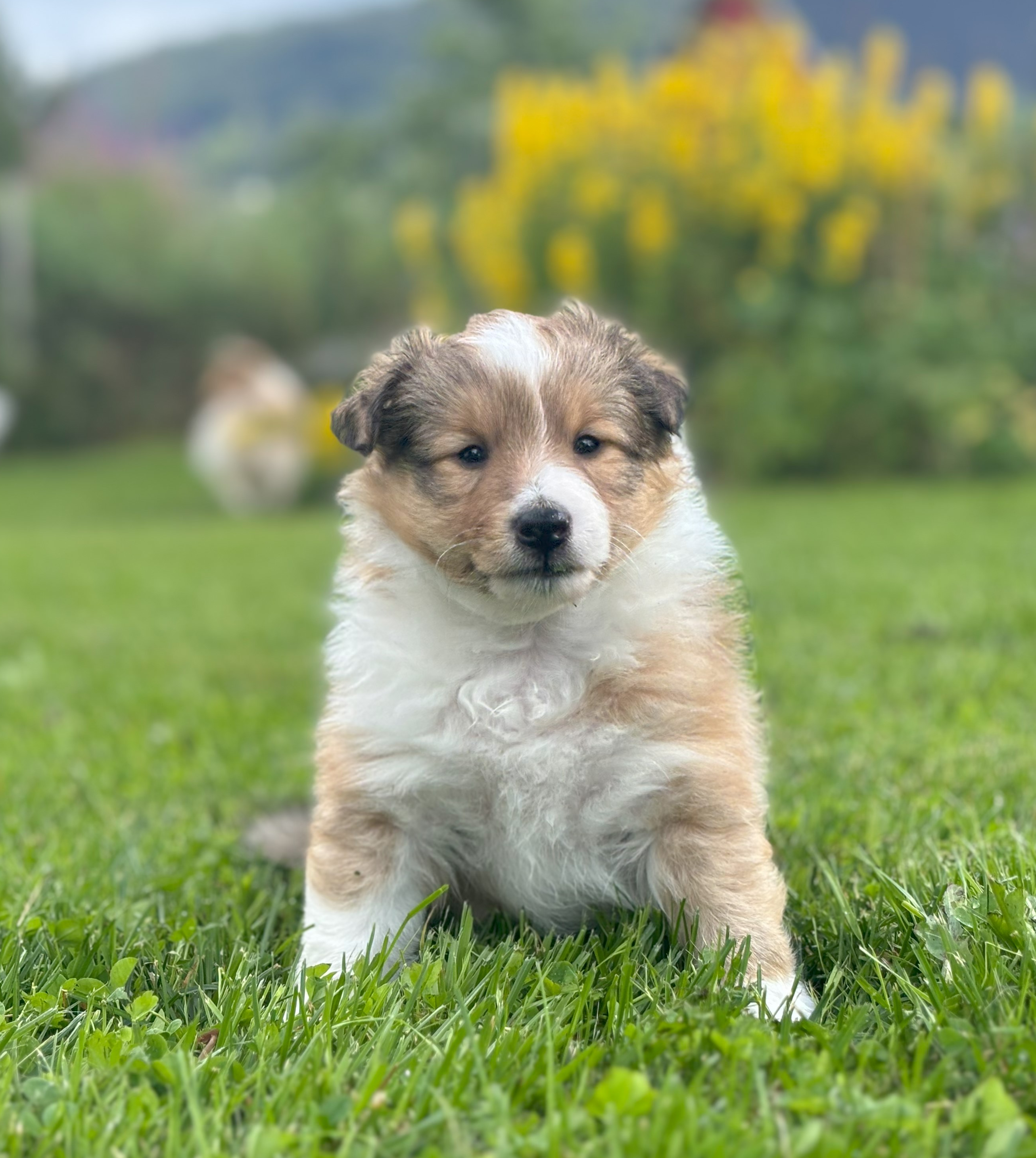 Minshelties Today